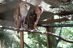 Macaw Mountain Bird Park & Nature Reserve utanför Copán Ruinas.