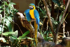 Macaw Mountain Bird Park & Nature Reserve utanför Copán Ruinas.