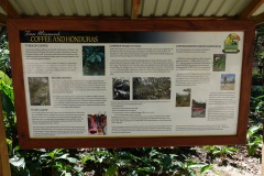 Information om kaffe i Honduras, Macaw Mountain Bird Park & Nature Reserve utanför Copán Ruinas.