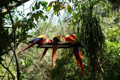 Utsikten från caféet inne på Macaw Mountain Bird Park & Nature Reserve utanför Copán Ruinas.
