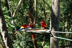 Utsikten från caféet inne på Macaw Mountain Bird Park & Nature Reserve utanför Copán Ruinas.