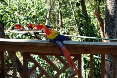 Utsikten från caféet inne på Macaw Mountain Bird Park & Nature Reserve utanför Copán Ruinas.
