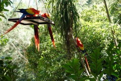 Utsikten från caféet inne på Macaw Mountain Bird Park & Nature Reserve utanför Copán Ruinas.