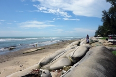 Barriärer längs Cox's Bazar beach för att förhindra erosion av stranden.