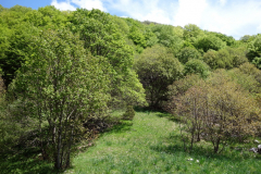 Naturen längs leden på väg ner från Mount Dajti.