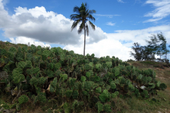 Kaktusar bakom Coco Beach, Dar es-Salaam.