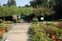 Lodhis trädgårdar, Delhi.