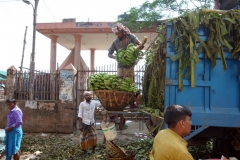 Bananleverans till marknad i old Dhaka.