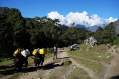 En sherpa med sina jakar längs EBC-trekken mellan Tengboche och Dingboche.