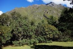 Den vackra naturen mellan Tengboche och Pangboche.