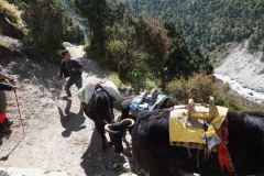 Sherpa försöker få sitt jak-tåg att avancera framåt, EBC-trekken mellan Tengboche och Dingboche.