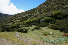 Naturen mellan Pangboche och Dingboche.