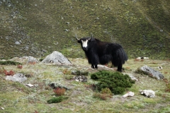 Nyfiken jak i Dingboche.