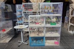 Bird Souq, Doha.