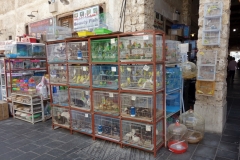 Bird Souq, Doha.