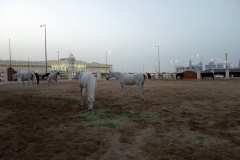 Arabiska hästar vid Falcon Souq, Doha.