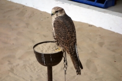 Jaktfalk inne på Falcon Souq, Doha.