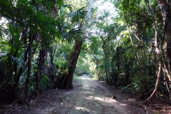 Den magiska naturen i Tikal.