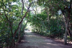 Den magiska naturen i Tikal.