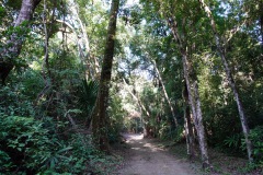 Den magiska naturen i Tikal.