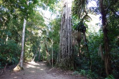 Den magiska naturen i Tikal.