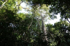 Den magiska naturen i Tikal.