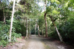 Den magiska naturen i Tikal.