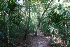 Magnifik natur mellan monumenten, Tikal.