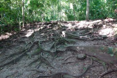 Magnifik natur mellan monumenten, Tikal.