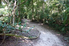 Den magiska naturen i Tikal.