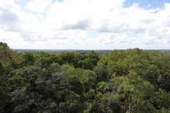 Utsikten från The great pyramid, Mundo Perdido, Tikal.