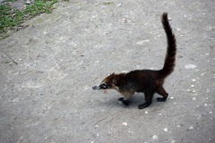 Näsbjörn, Tikal.
