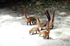 Näsbjörnar, Tikal.
