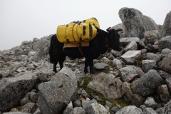 Jak någonstans på EBC-trekken mellan Lobuche och Gorak Shep.