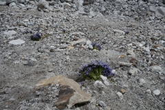 På en plats utan växtlighet fann jag detta mycket märkligt. Blommor alldeles vid Everest Base Camp!