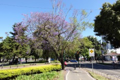 Promenaden längs Avenida La Reforma som skär mellan Zona 9 och Zona 10, Guatemala City.