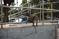 Apor på Khao Takiab Pier, Hua Hin.