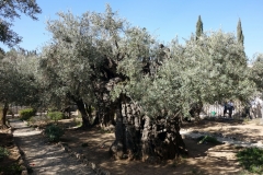 Garden of Gethsemane, Jerusalem.