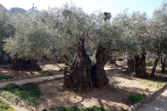 Garden of Gethsemane, Jerusalem.