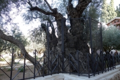 Garden of Gethsemane, Jerusalem.