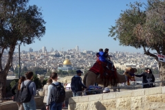 Kamelridning med utsikt över Tempelberget från Olivberget, Jerusalem.