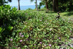 Kalanggaman island.