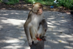 En av de många heliga apor som finns på området runt Swayambhunath-templet, Katmandu.