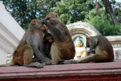 Apfamilj med Buddha i bakgrunden, Swayambhunath-templet, Katmandu.