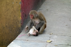 Apmamma med sin unge, Swayambhunath-templet, Katmandu.