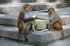 Dom heliga aporna älskar såklart bananer, Swayambhunath-templet, Katmandu.