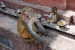 Del av apfamilj, Swayambhunath-komplexet, Katmandu.