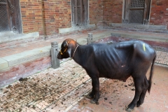 Mul Chowk, Durbar Square, Patan.