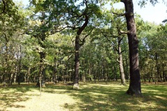Stadsparken Ąžuolynas i Kaunas. Känd för att vara en av de största urbana ekskogarna i Europa.
