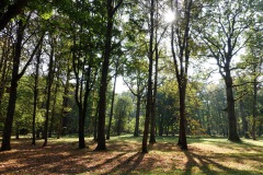 Stadsparken Ąžuolynas i Kaunas. Känd för att vara en av de största urbana ekskogarna i Europa.